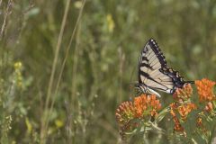 Eastern Tiger Swallowtail, Papilio glaucus