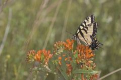 Eastern Tiger Swallowtail, Papilio glaucus