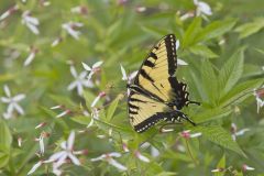 Eastern Tiger Swallowtail, Papilio glaucus