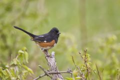 Eastern Towhee, Pipilo erythrophthalmus