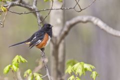 Eastern Towhee, Pipilo erythrophthalmus