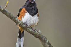 Eastern Towhee, Pipilo erythrophthalmus