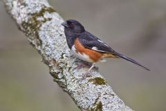 Eastern Towhee, Pipilo erythrophthalmus