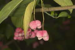 Eastern Wahoo, Euonymus atropurpureus