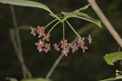 Eastern Wahoo, Euonymus atropurpureus