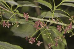 Eastern Wahoo, Euonymus atropurpureus