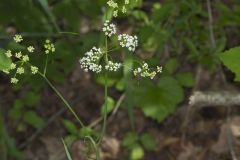 Eastern Yampah, Perideridia americana