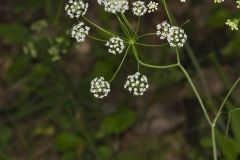 Eastern Yampah, Perideridia americana