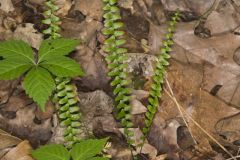 Ebony Spleenwort, Asplenium platyneuron