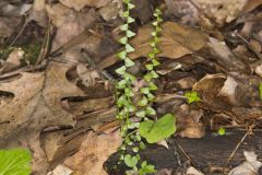 Ebony Spleenwort, Asplenium platyneuron