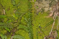 Ebony Spleenwort, Asplenium platyneuron