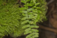 Ebony Spleenwort, Asplenium platyneuron