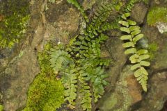 Ebony Spleenwort, Asplenium platyneuron