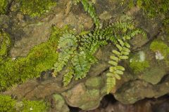 Ebony Spleenwort, Asplenium platyneuron