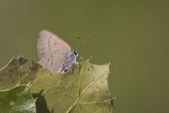 Edward's Hairstreak, Satyrium edwardsii