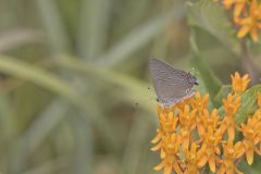 Edward's Hairstreak, Satyrium edwardsii