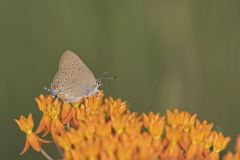 Edward's Hairstreak, Satyrium edwardsii