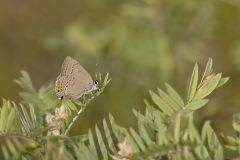 Edward's Hairstreak, Satyrium edwardsii