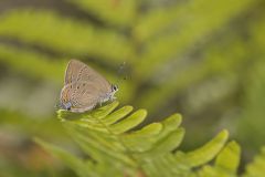 Edward's Hairstreak, Satyrium edwardsii