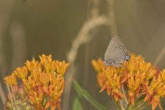 Edward's Hairstreak, Satyrium edwardsii