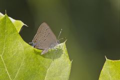 Edward's Hairstreak, Satyrium edwardsii