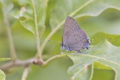 Edward's Hairstreak, Satyrium edwardsii