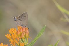 Edward's Hairstreak, Satyrium edwardsii