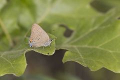 Edward's Hairstreak, Satyrium edwardsii