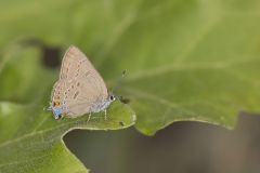 Edward's Hairstreak, Satyrium edwardsii