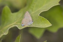 Edward's Hairstreak, Satyrium edwardsii