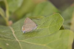 Edward's Hairstreak, Satyrium edwardsii