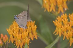 Edward's Hairstreak, Satyrium edwardsii