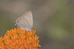 Edward's Hairstreak, Satyrium edwardsii