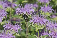 Eight-spotted Forester, Alypia octomaculata