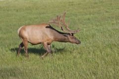Elk, Cervus canadensis