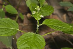 Enchanter's Nightshade, Circaea lutetiana