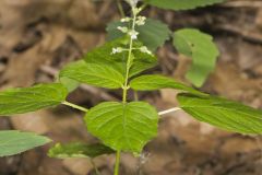 Enchanter's Nightshade, Circaea lutetiana