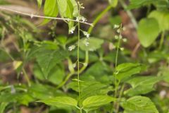 Enchanter's Nightshade, Circaea lutetiana