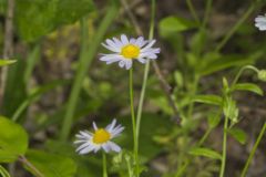 Entireleaf Western Daisy, Astranthium integrifolium