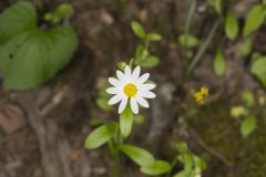 Entireleaf Western Daisy, Astranthium integrifolium
