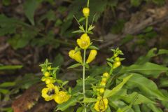 Entireleaf Yellow False Foxglove, Aureolaria levigata