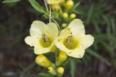 Entireleaf Yellow False Foxglove, Aureolaria levigata