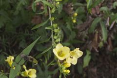 Entireleaf Yellow False Foxglove, Aureolaria levigata