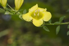 Entireleaf Yellow False Foxglove, Aureolaria levigata