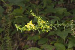 Entireleaf Yellow False Foxglove, Aureolaria levigata