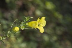 Entireleaf Yellow False Foxglove, Aureolaria levigata