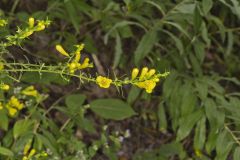 Entireleaf Yellow False Foxglove, Aureolaria levigata