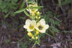 Entireleaf Yellow False Foxglove, Aureolaria levigata