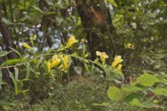 Entireleaf Yellow False Foxglove, Aureolaria levigata