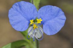 Erect Dayflower,Commelina erecta